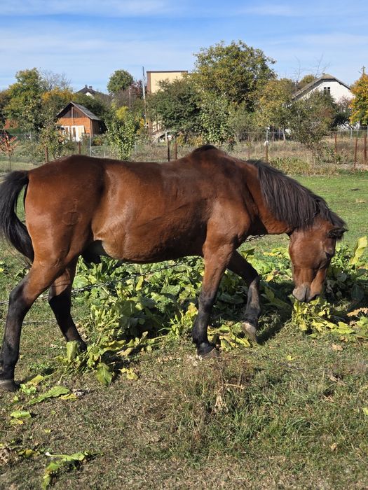 Продам пару коней!