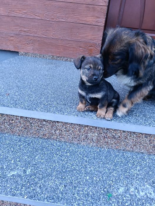 Oddam małego szczeniakczka