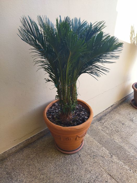 Palmeira cyca revoluta