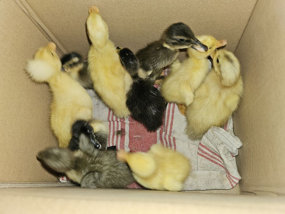 Małe kaczuszki biegusy