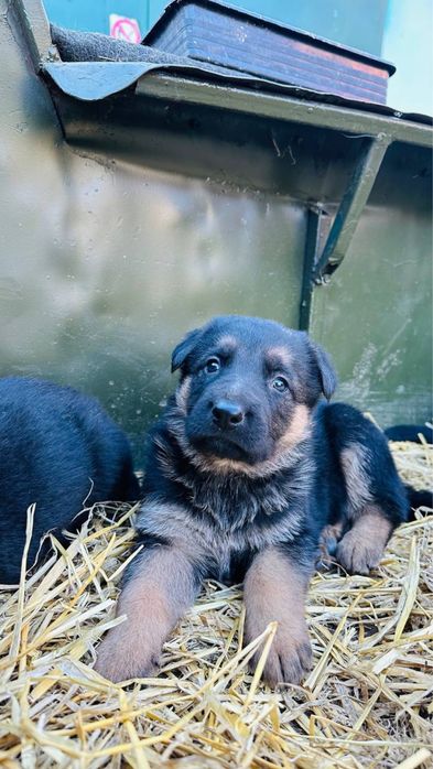 Цуцики німецькоі вівчарки
