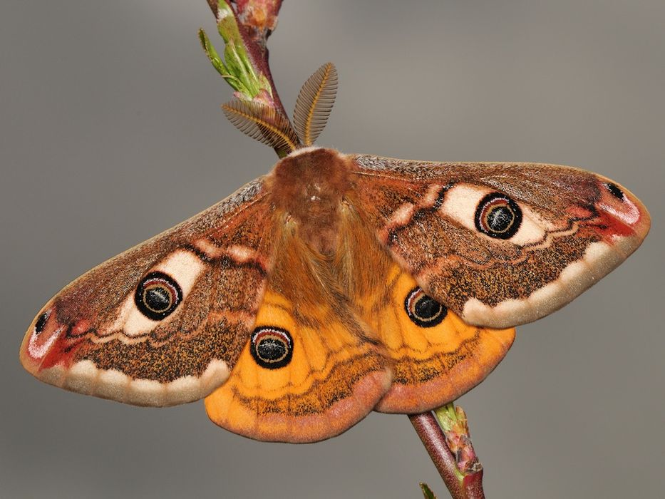Saturnia pavoniella - gąsienice