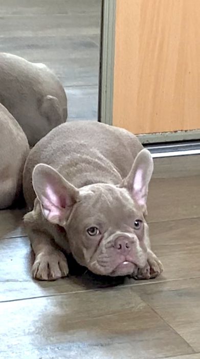 Изабелловый щенок Французский Бульдог
