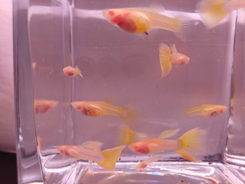 Gupik Albino Yellow Glass - para