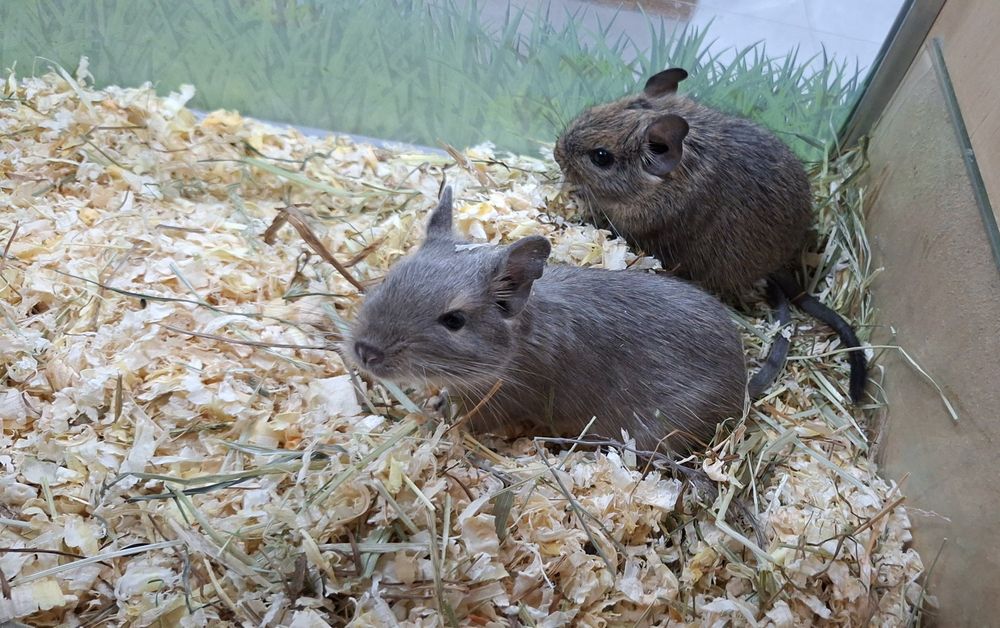 Koszatniczki samice siostry młodziutkie.