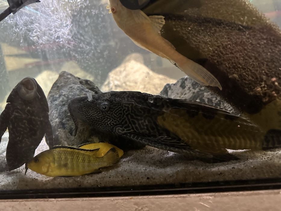 duże glonojady, pyszczaki yellow, pyszczak, glonojad