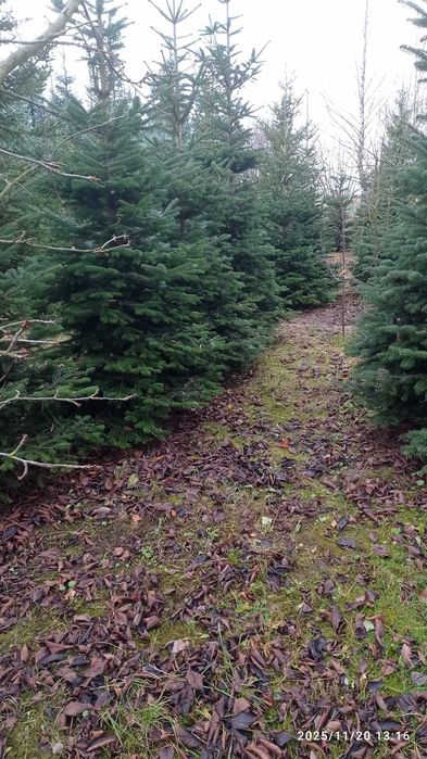 CHOINKI rezerwacja w szkółce doniczkowych roslin