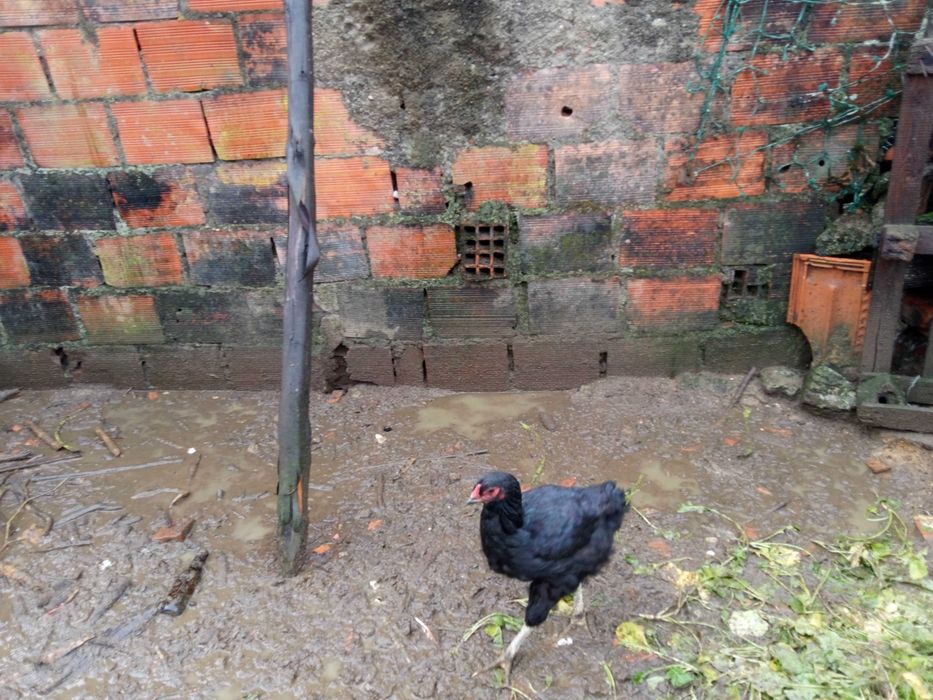 Vendo casal de galinhas