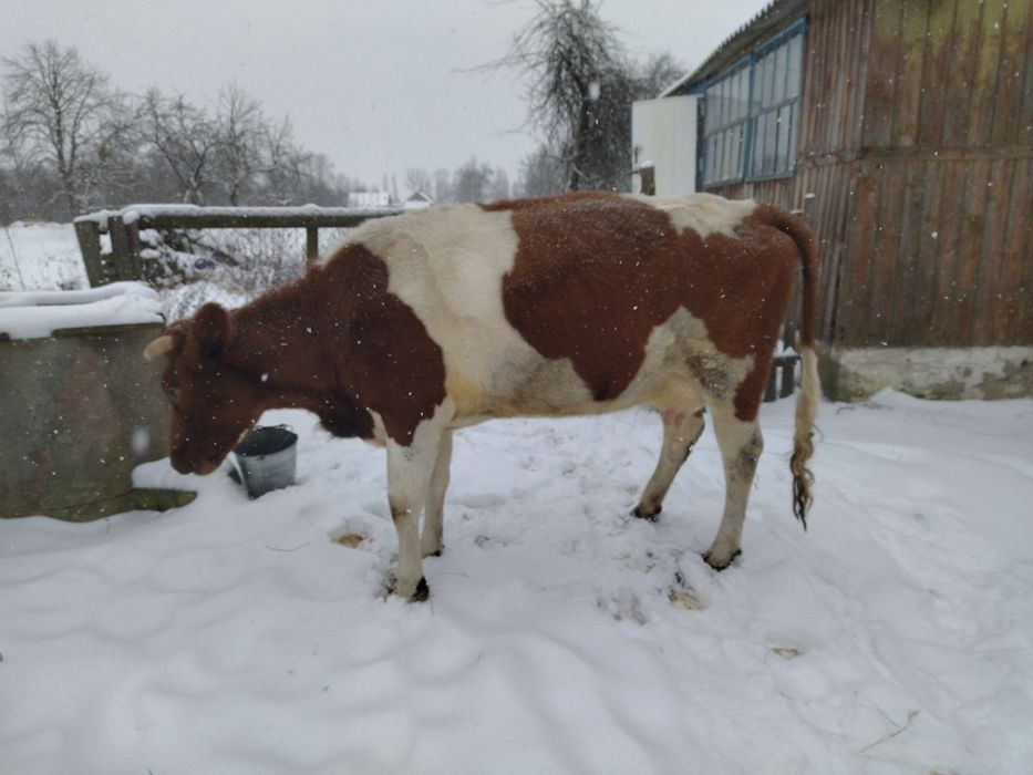 Продам рябу корову