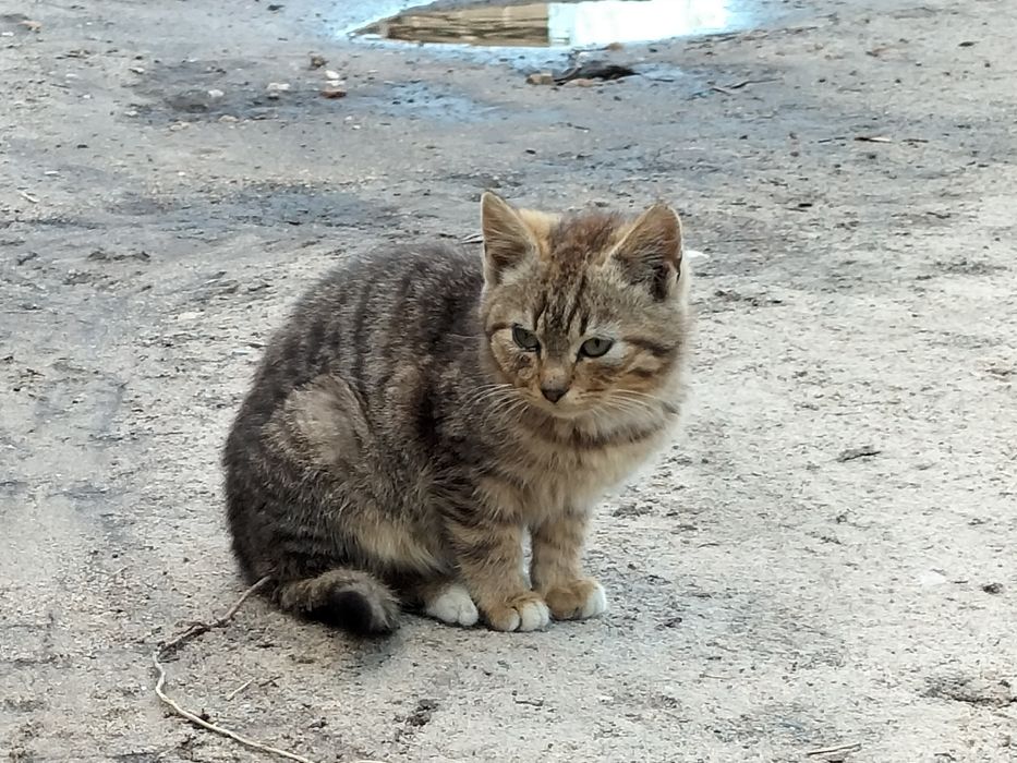 Oddam kotki 2 miesieczne