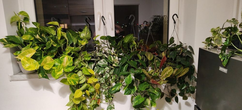 Epipremnum Gliwice