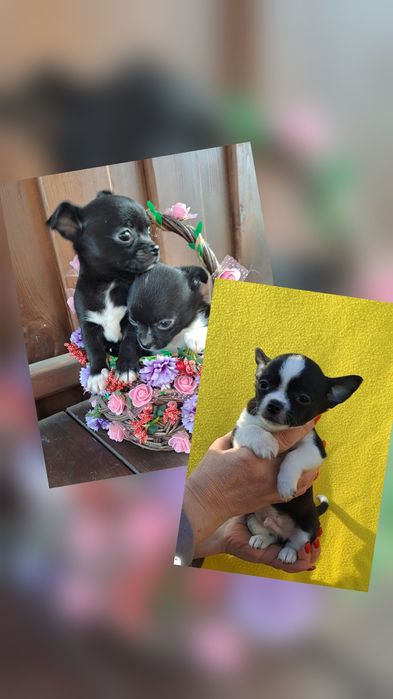 Гарненькі дітки  чіхуашечки