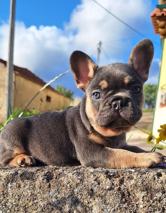 Bulldog Francês Blue Tan Menino