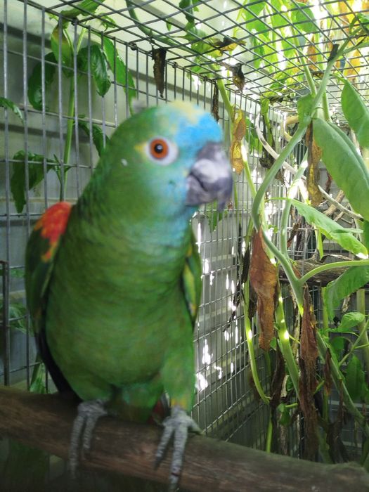 Amazona aestiva xhantopery