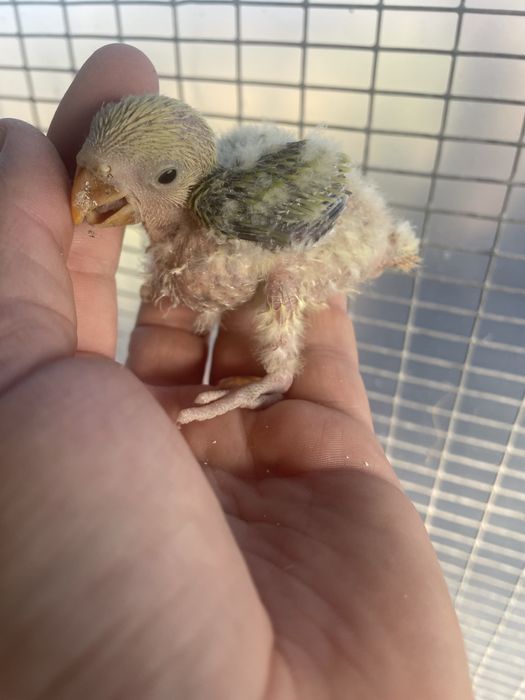 Agapornis Roseicollis