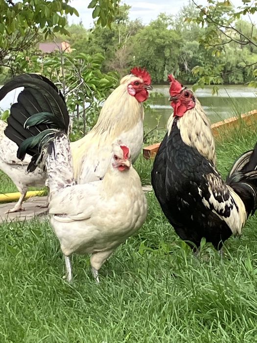 Продаю карликовые куры мини петушок