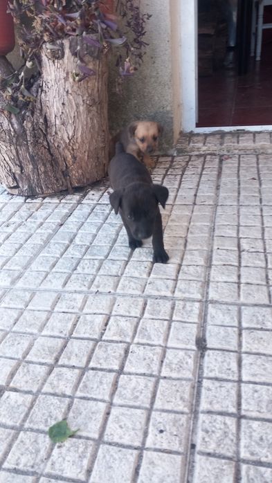Só já restam estas 2 lindas cachorrinhas