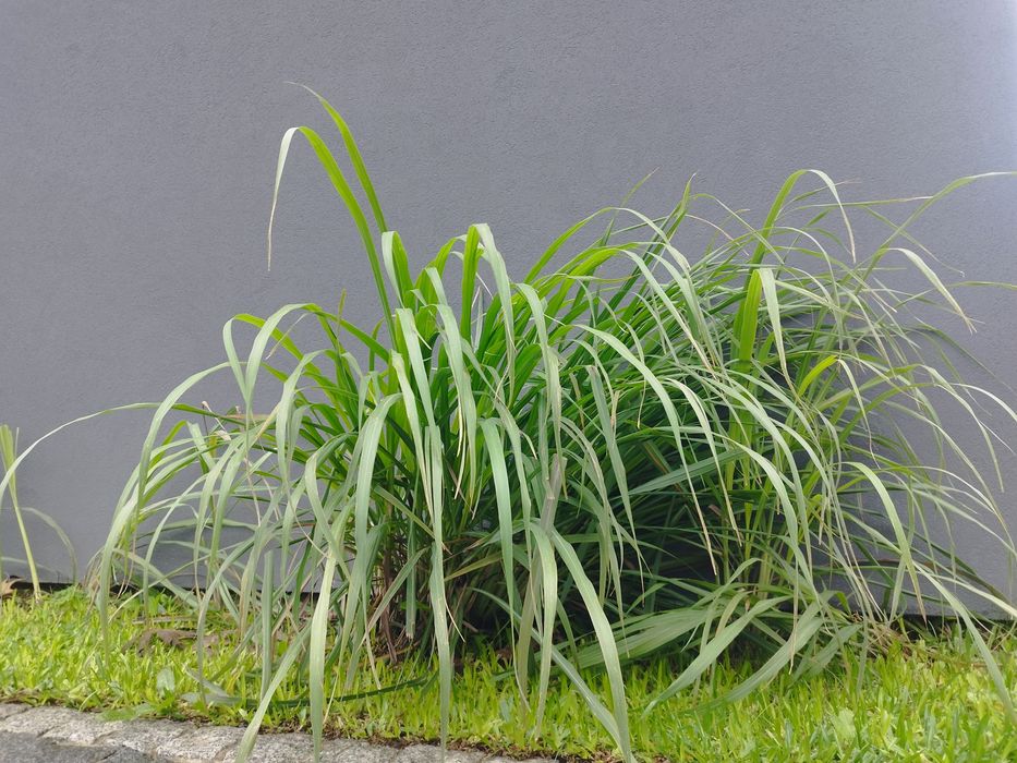 3 ou 12  Pés de Erva príncipe, capim limão, Lemongrass, Cymbopogon
