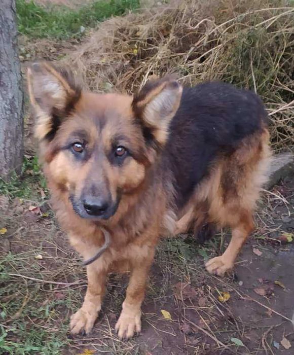 Німецька овчарка шукає родину