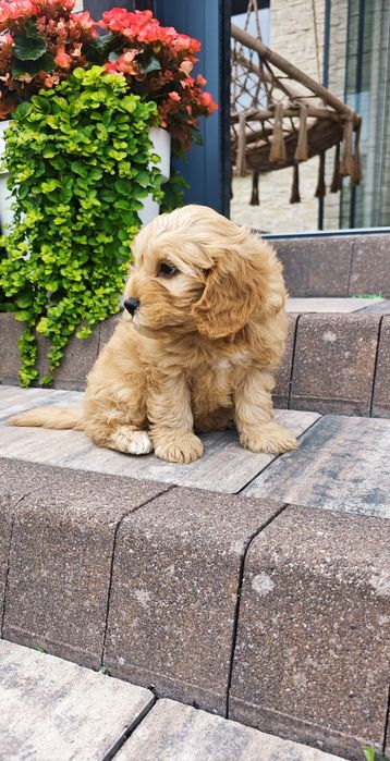 **Cavapoo**cudowny piesek!