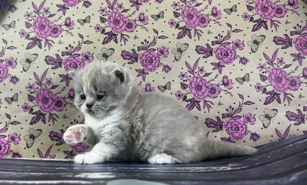 Kocięta brytyjskie kotki kocurki koty kocury długowłose FPL WCF