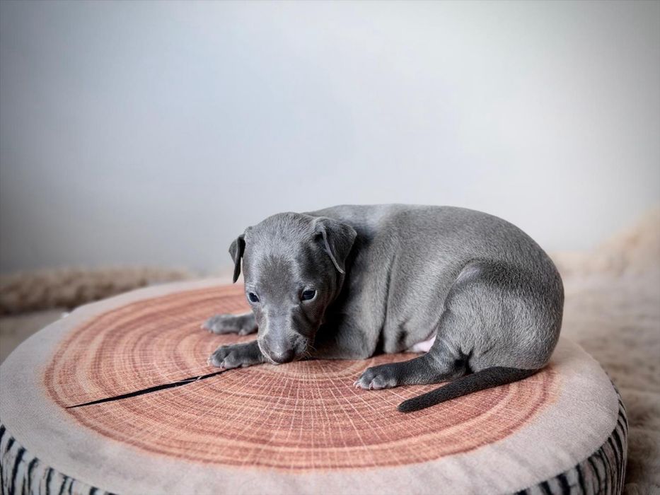 Charcik wloski chłopczyk, FCI