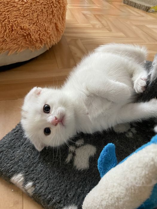 Scottish fold каплофухе кошеня