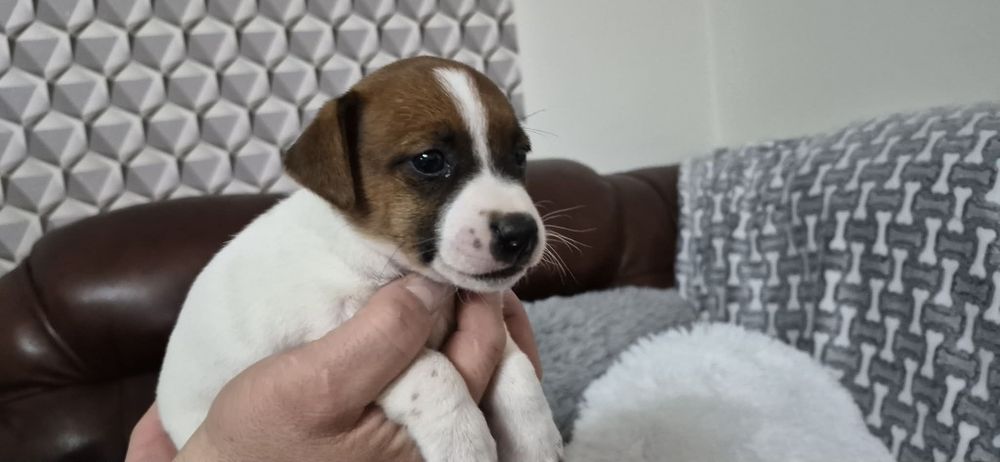 Jack russell Terrier suczka z rodowodem