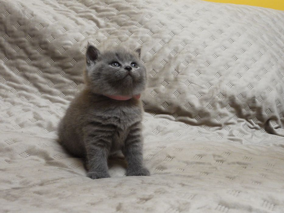 Kotka Brytyjska Niebieska •Rezerwacja•