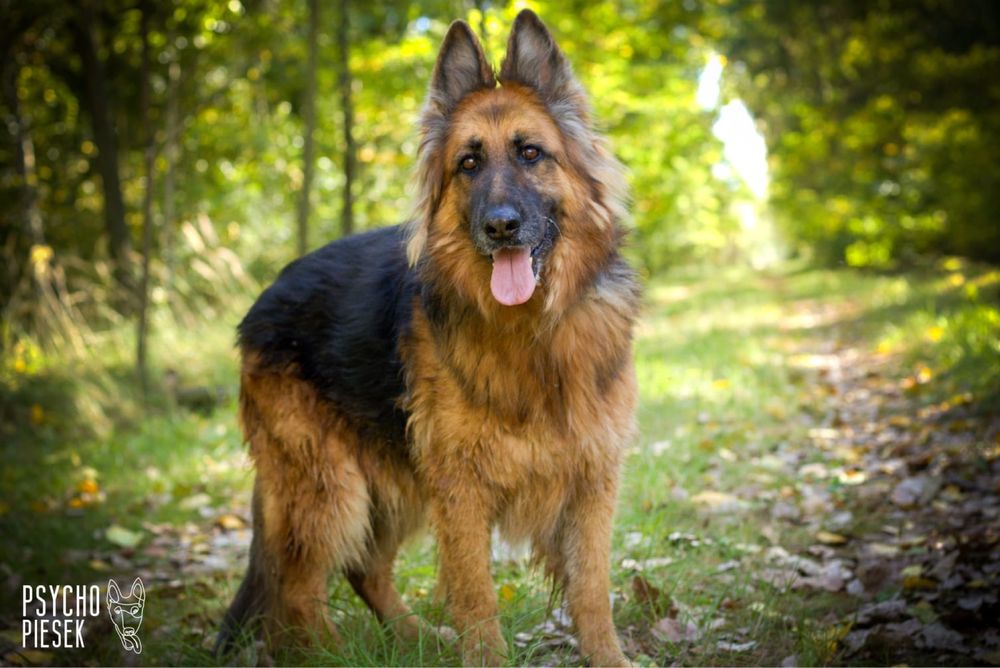 Kochana, śliczna i uśmiechnięta Diana czeka na dom!