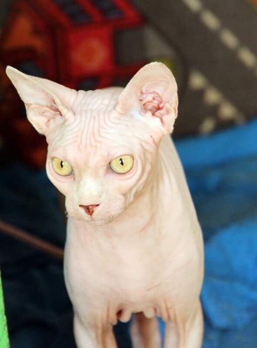 счастье это сфинкс