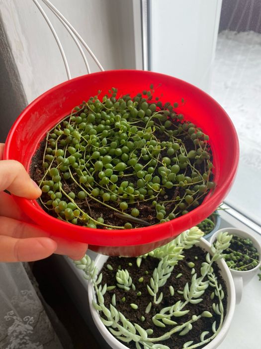 Сукулент хрестовнік роулі, отонна