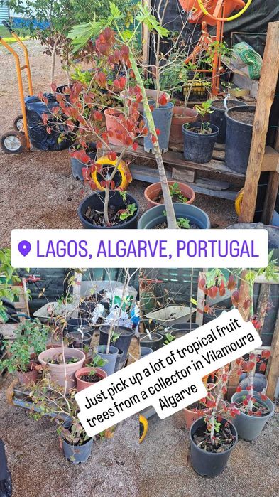 Tropical fruit trees / arvores tropicais