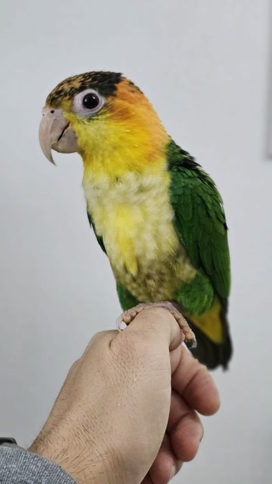 Macho de Pionites leucogaster leucogaster