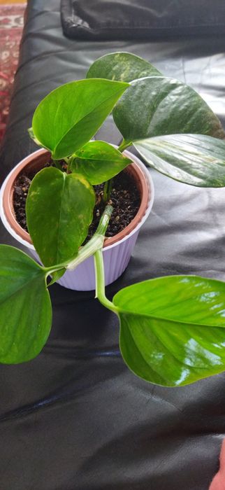 Planta ora pro nobis e chifre de veado