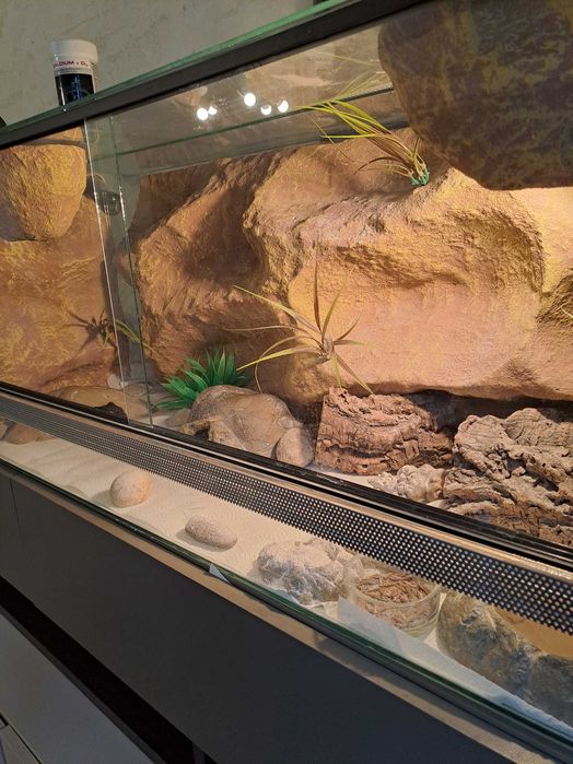 Terarium z gekonami
