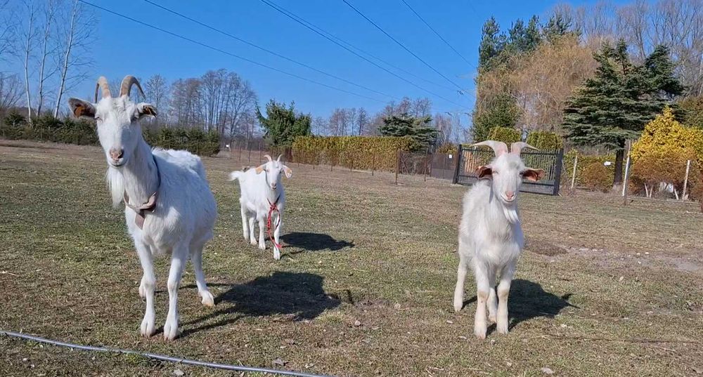 Koza po b.mlecznej matce 1 rok