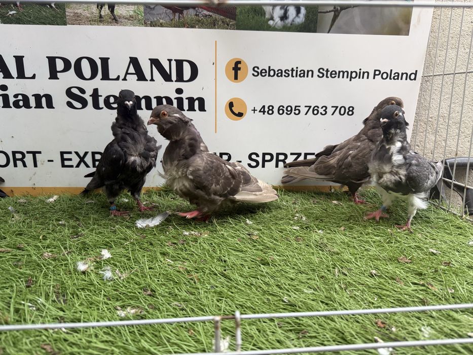 Gołębie. Mewki chińskie. Mewka.  Możliwy transport
