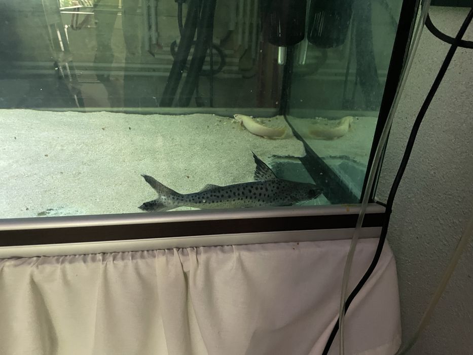 Lince catfish / Platynematichthys notatus 30cm+