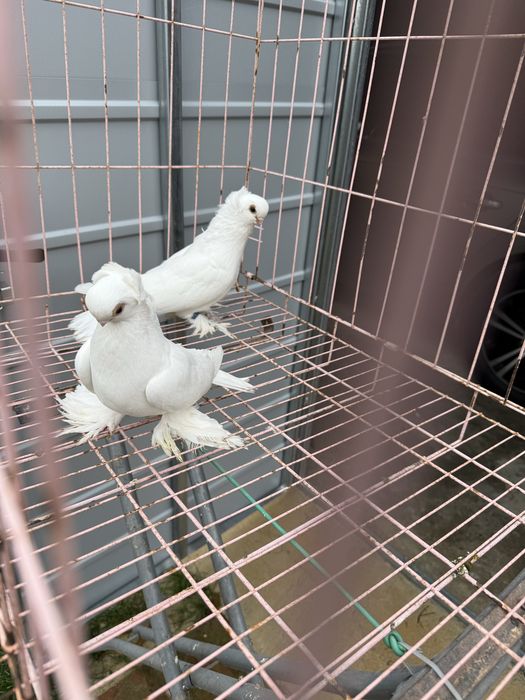 Sprzedam pare krulewskie