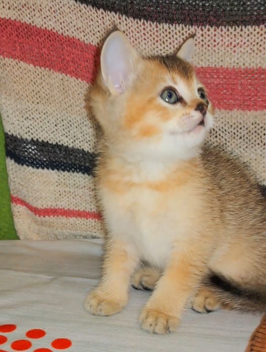 Шотландские золотые шиншиллы