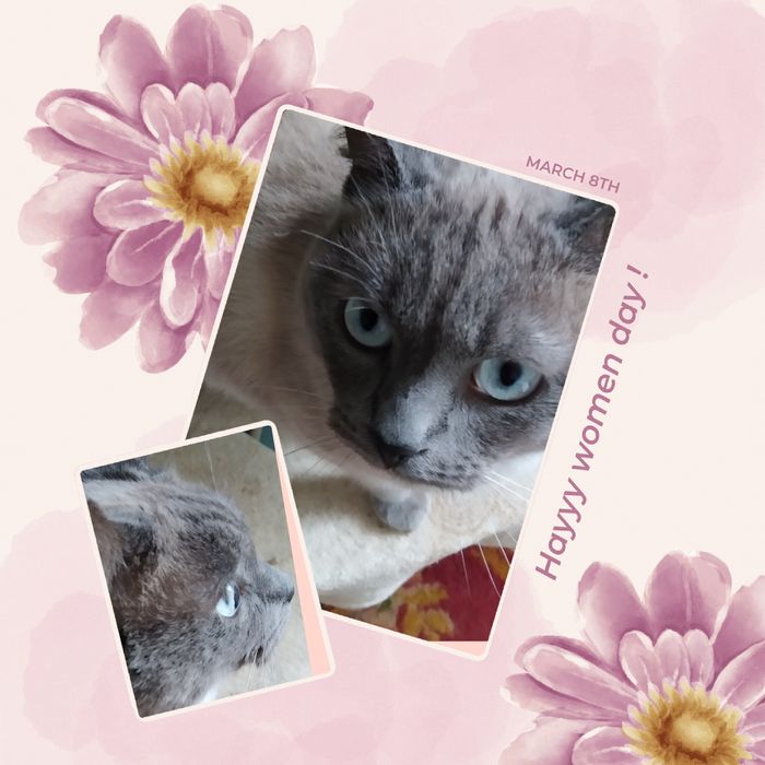 Подарим котят  два мальчика и одну девочку.