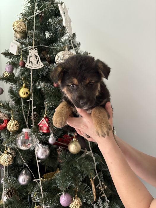 Віддамо у добрі руки