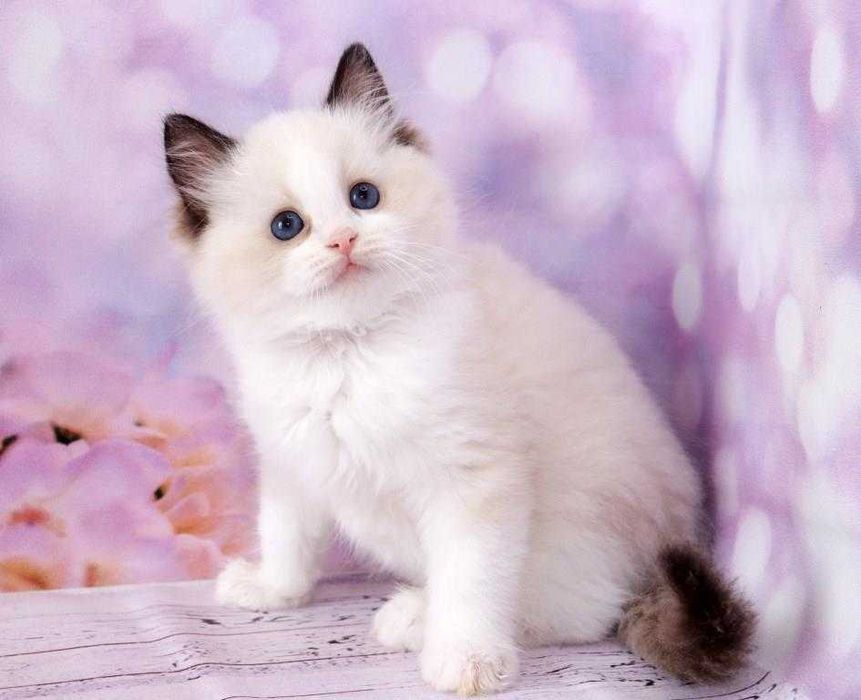 Самий красивий хлопчик з яскравими синіми очками-Ragdoll