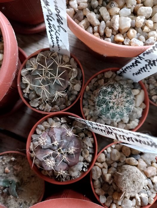 Gymnocalycium,продам разные виды
