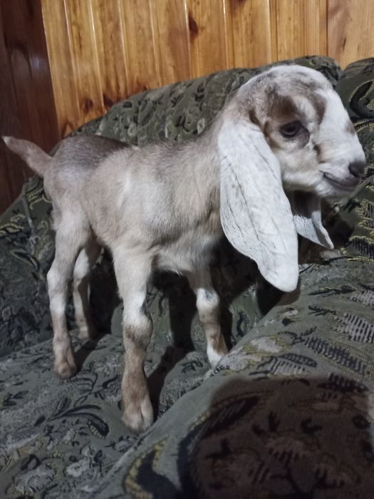 Коза нубо каморі 40 %