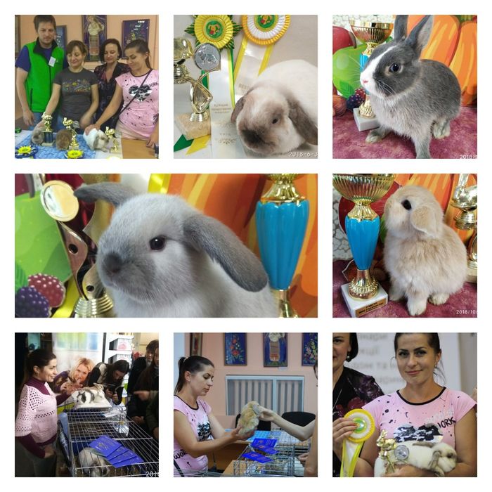 Питомник карликовых кроликов BAMBY