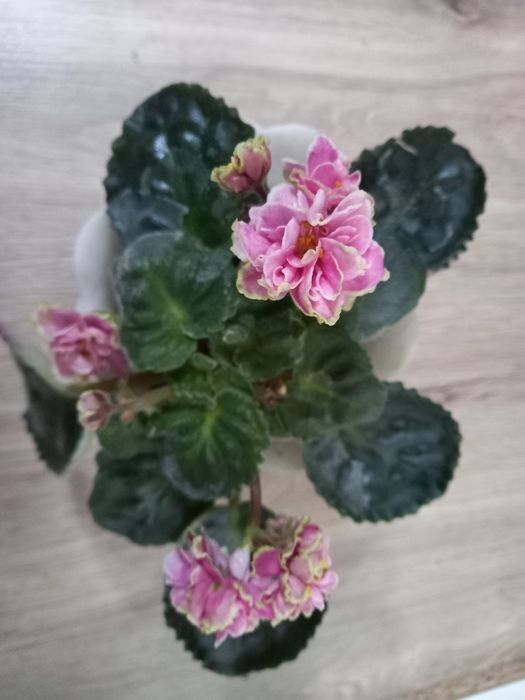 Фиалки  в горшочках