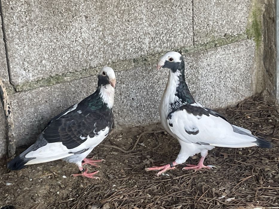 Casal de pombos beleza alema