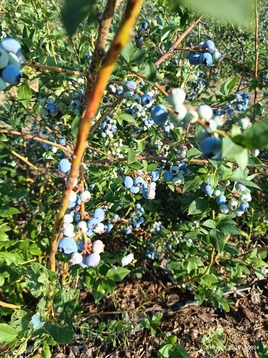 Лохина (голубіка)